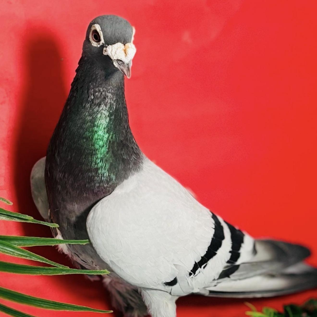 Buffalo, ADOPTABLE, Adult Unknown Pigeon.