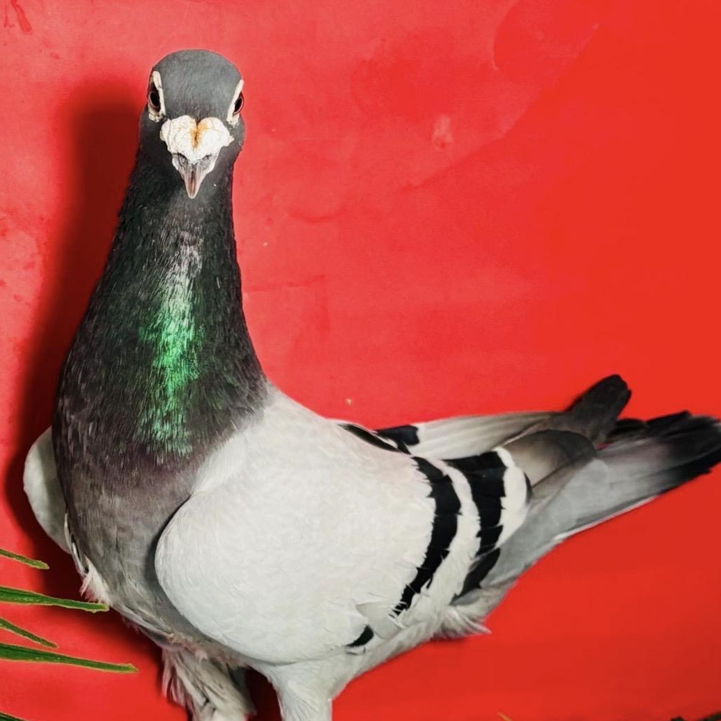 Buffalo, a ADOPTABLE Pigeon in Chicago, IL image 3/3