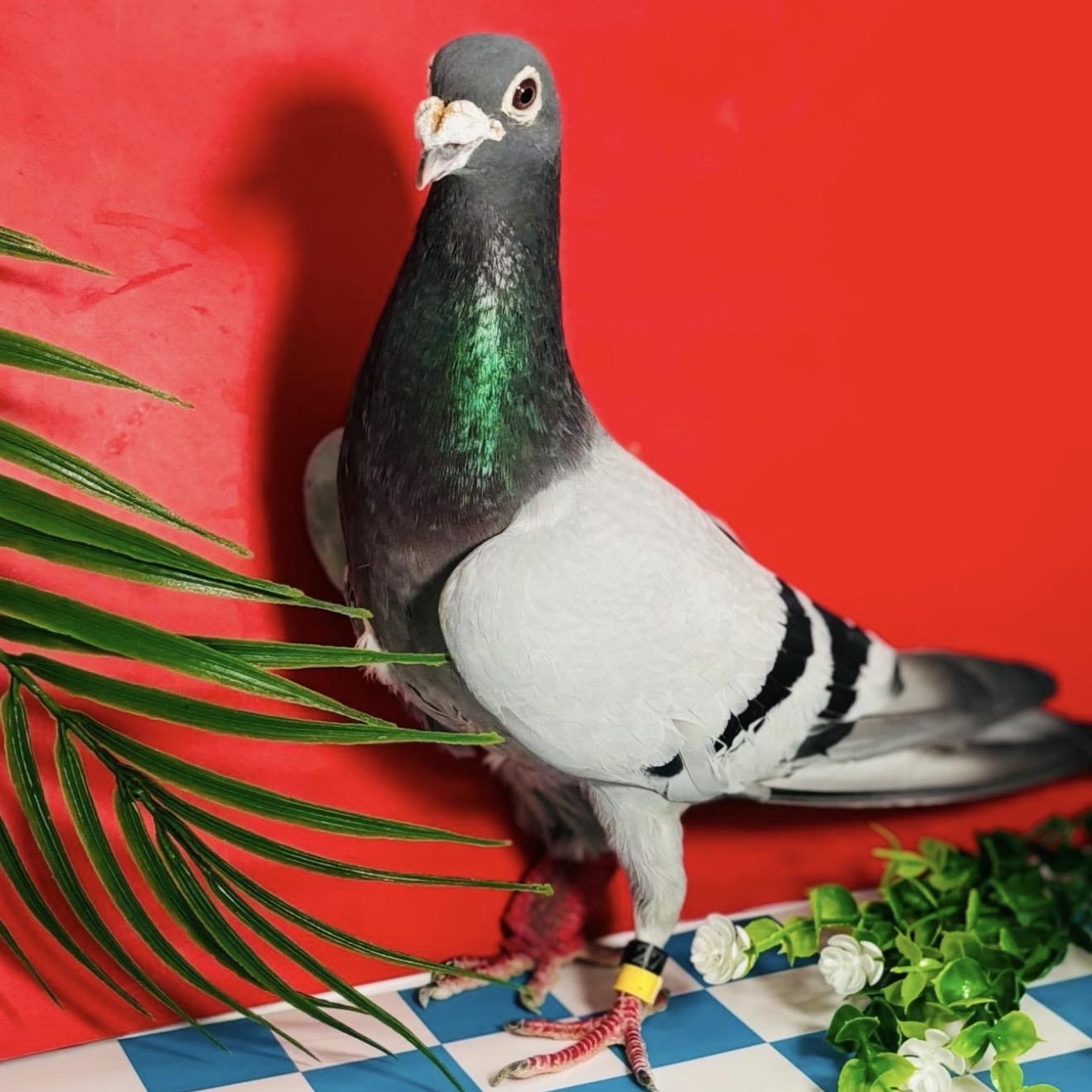 Buffalo, a ADOPTABLE Pigeon in Chicago, IL image 2/3