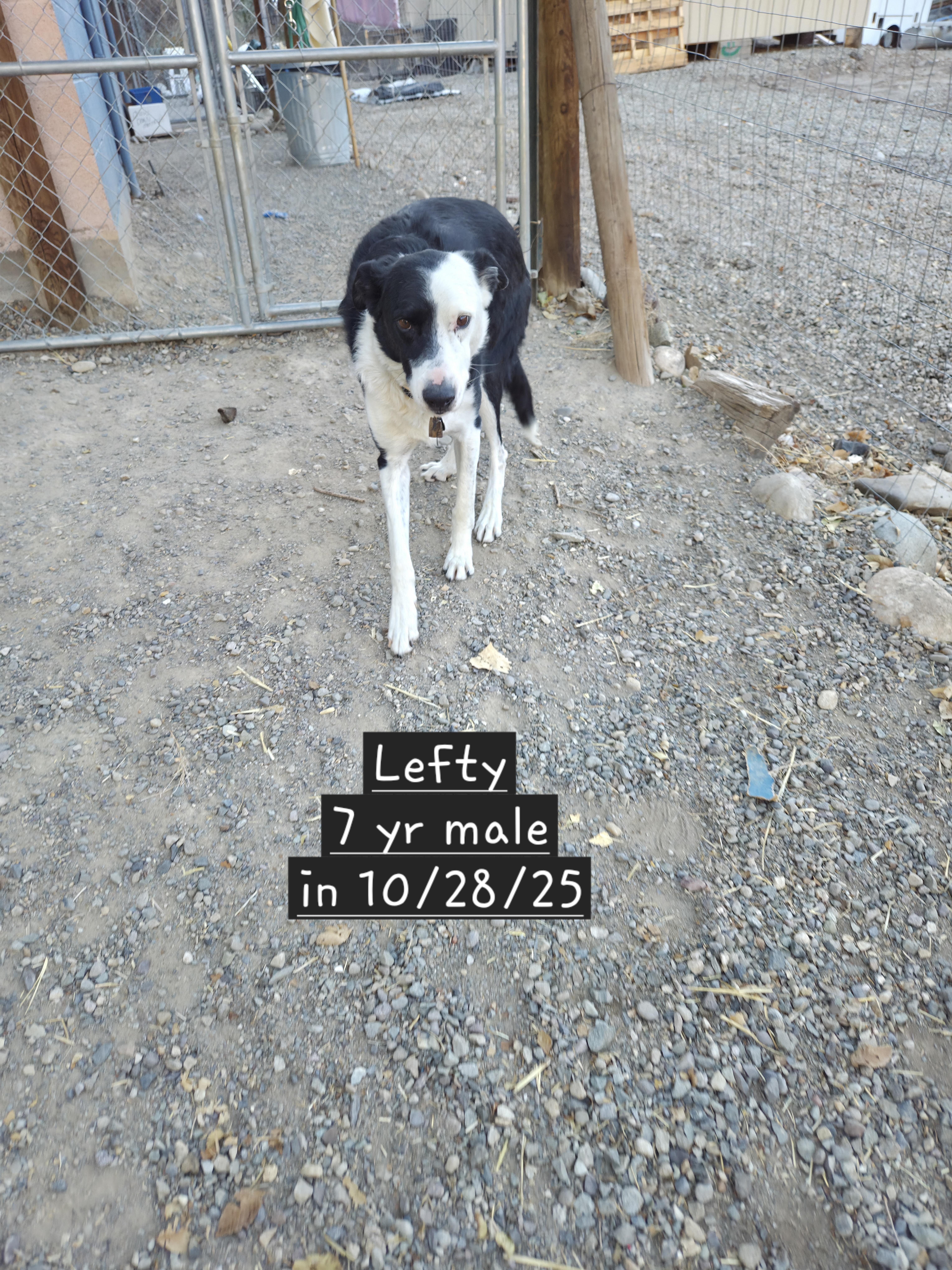 Lefty, Adoptable, Adult Male Border Collie.