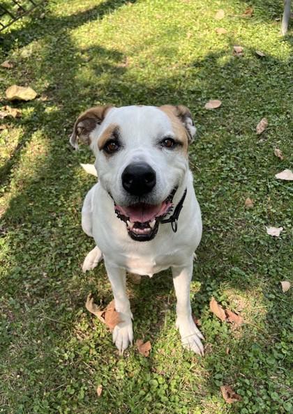 Pan, a Adoptable mixed breed in Kansas City, MO image 1/3