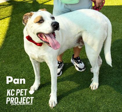 Pan, Adoptable, Senior Male Great Dane & Great Pyrenees.