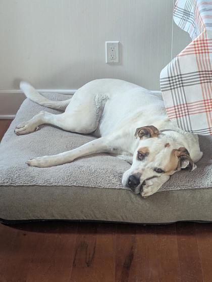 Pan, a Adoptable mixed breed in Kansas City, MO image 2/3