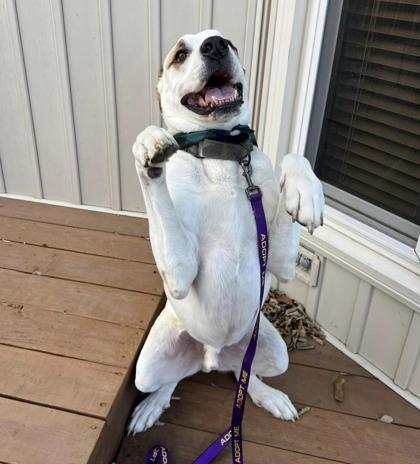Pan, a Adoptable mixed breed in Kansas City, MO image 3/3
