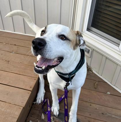 Pan, a Adoptable mixed breed in Kansas City, MO image 2/3