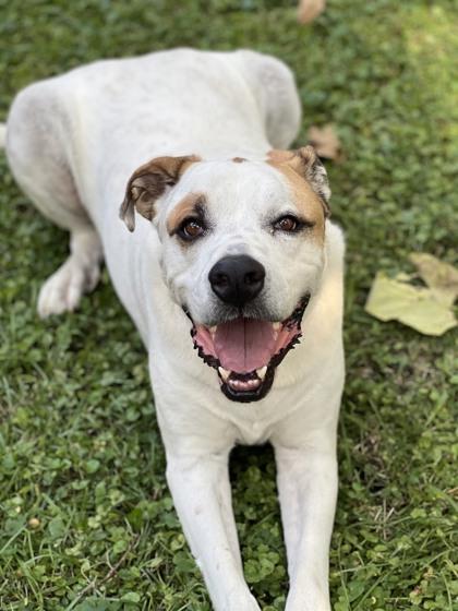 Pan, a Adoptable mixed breed in Kansas City, MO image 3/3