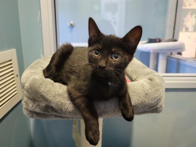 JUNIE, Adoptable, Kitten Female Domestic Short Hair.