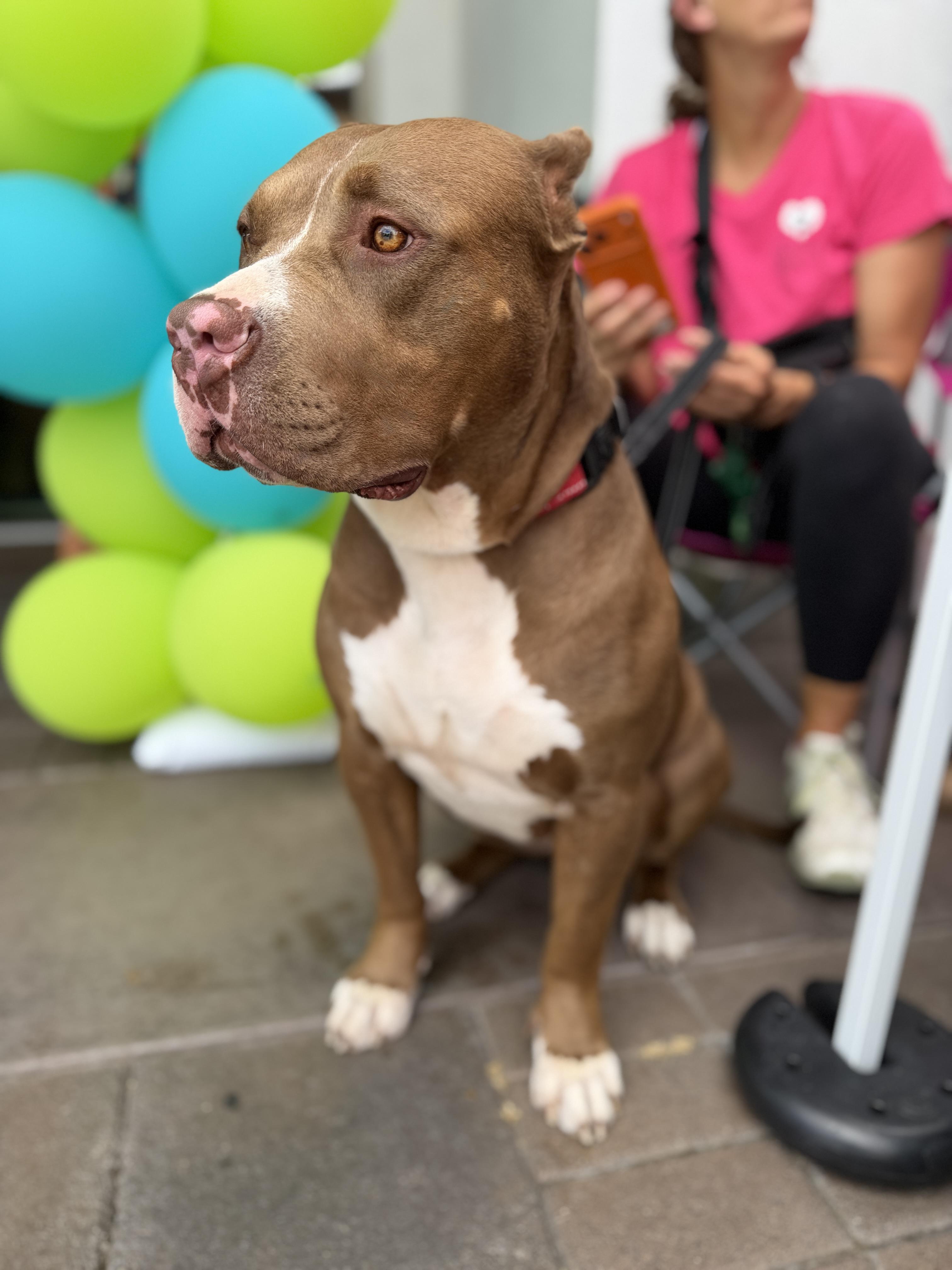 Pebbles, a ADOPTABLE mixed breed in Corona Del Mar, CA image 2/6