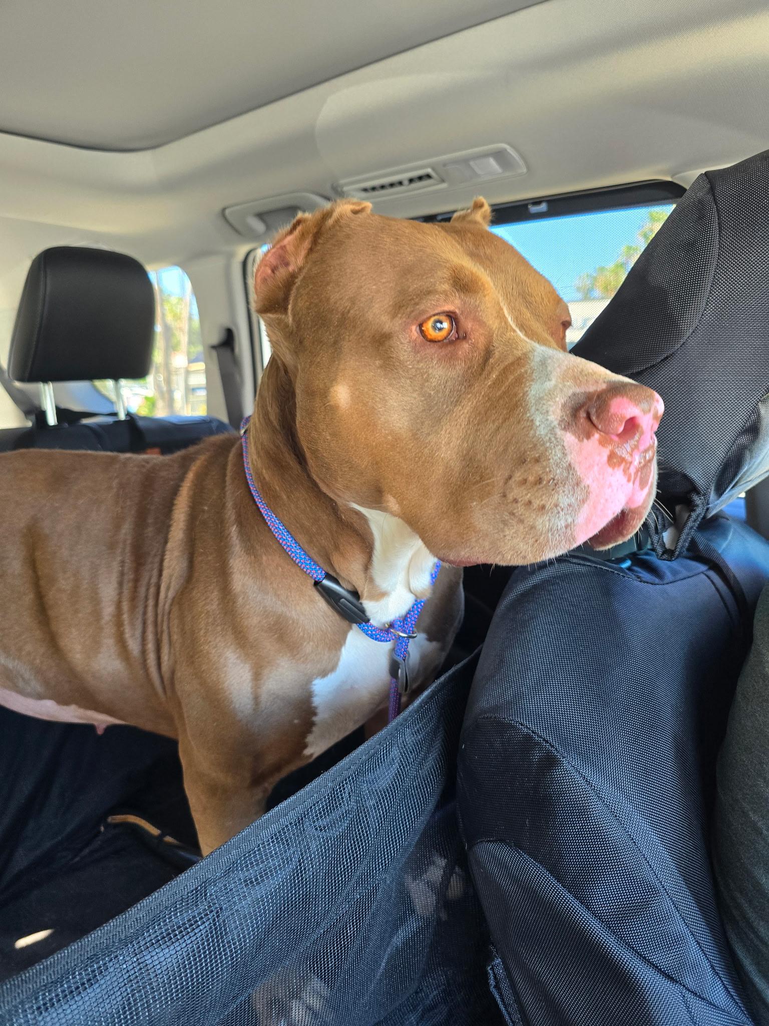 Pebbles, a ADOPTABLE mixed breed in Corona Del Mar, CA image 3/6