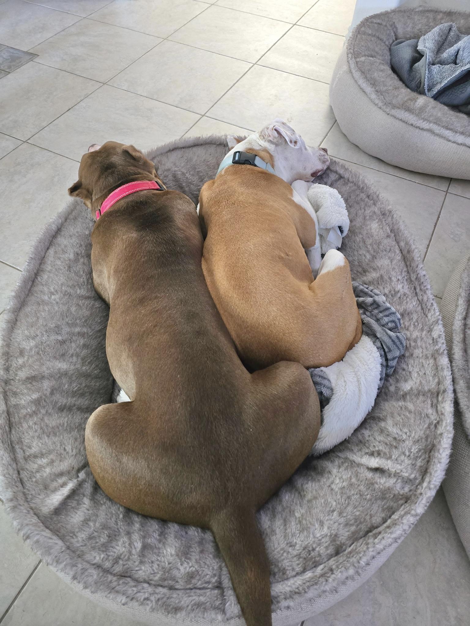 Pebbles, a ADOPTABLE mixed breed in Corona Del Mar, CA image 6/6