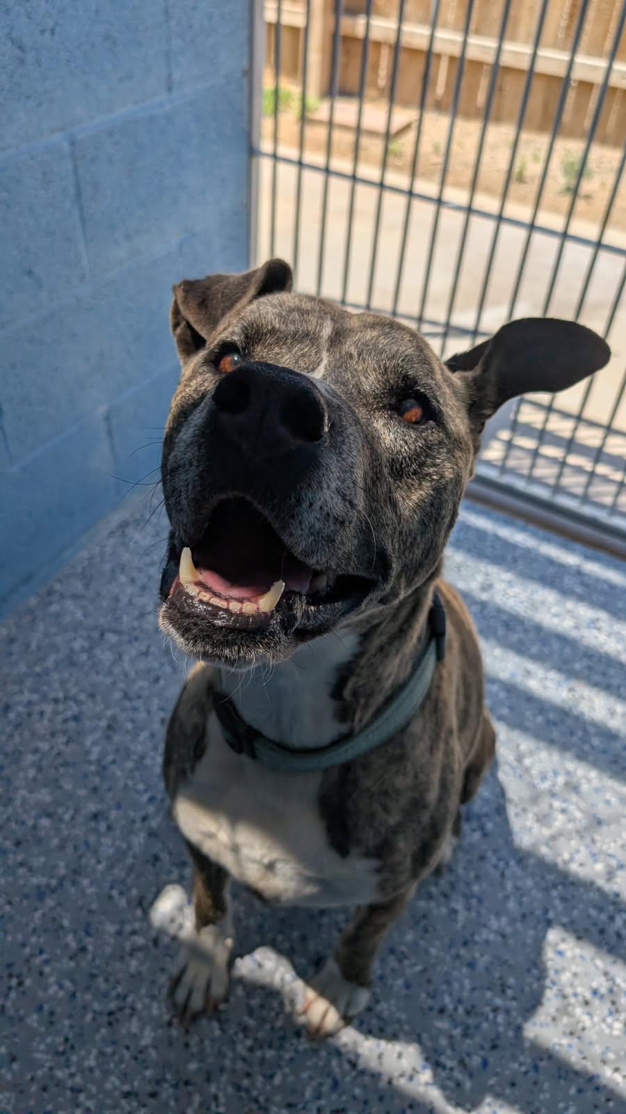 Skinny, ADOPTABLE, Adult Male Pit Bull Terrier.