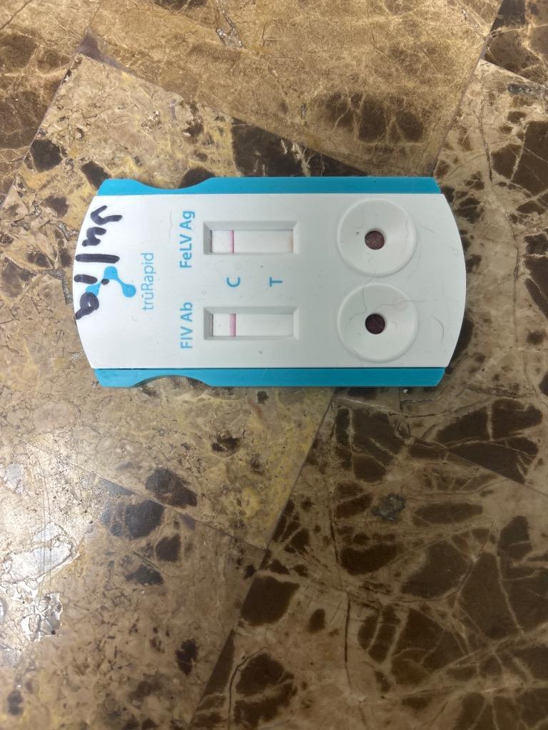 Enlarge Julia, a Adoptable mixed breed in Tifton, GA image 2/3