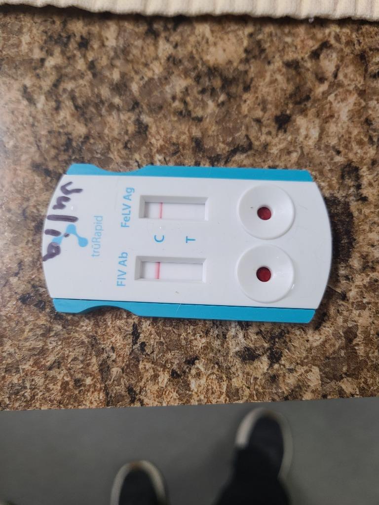 Enlarge Julia, a Adoptable mixed breed in Tifton, GA image 3/3