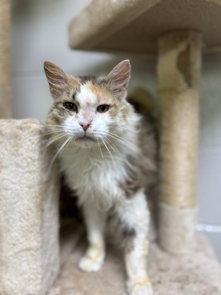 Julia, Adoptable, Adult Female Domestic Long Hair.