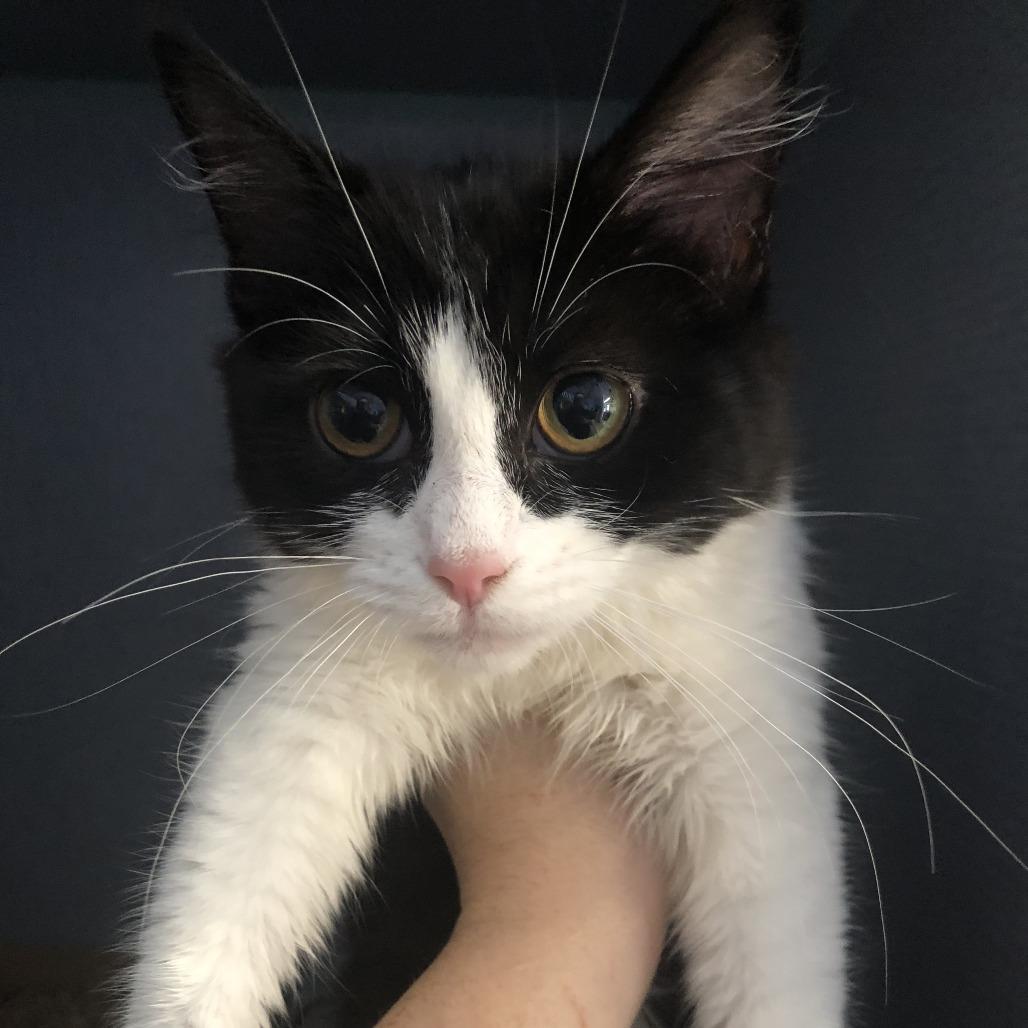 Rumi, Adoptable, Kitten Female Domestic Medium Hair.