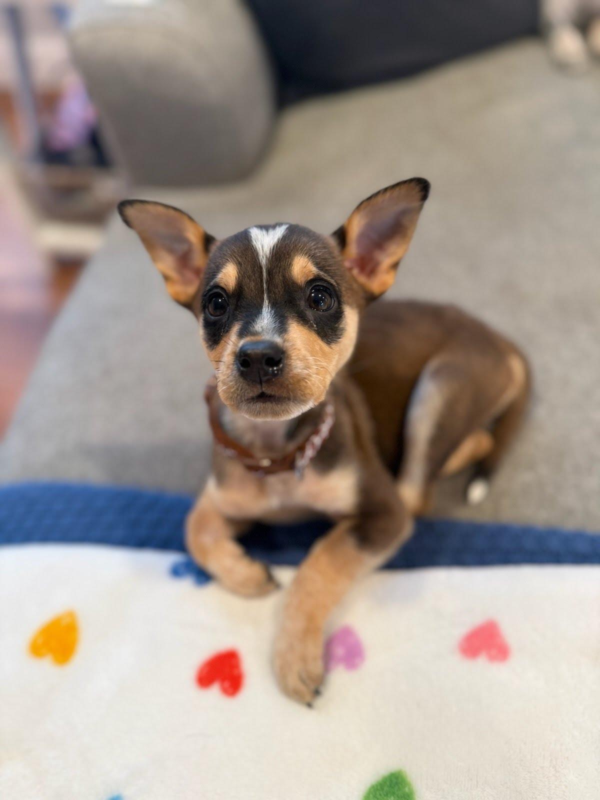 Enlarge Santi, a Adoptable mixed breed in Oswego, IL image 3/3