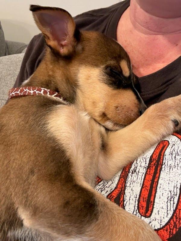 Enlarge Santi, a Adoptable mixed breed in Oswego, IL image 2/3