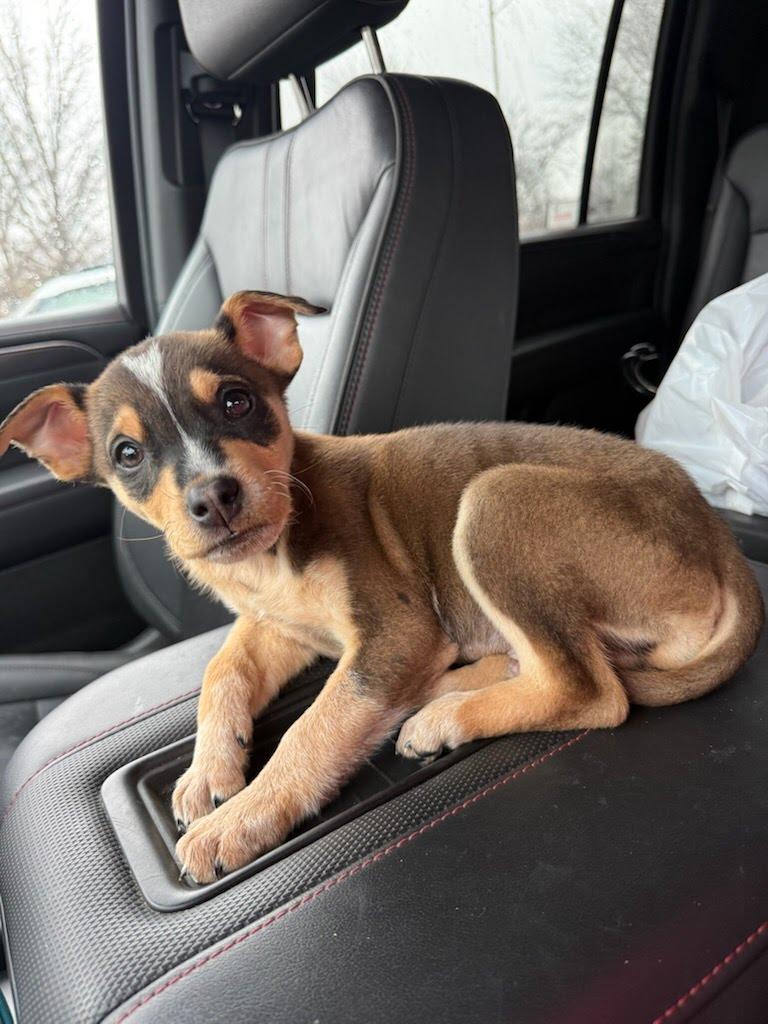 Enlarge Santi, a Adoptable mixed breed in Oswego, IL image 1/3