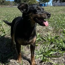 Enlarge Pip, a Adoptable mixed breed in Springfield, MO image 3/6
