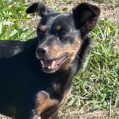Enlarge Pip, a Adoptable mixed breed in Springfield, MO image 1/6