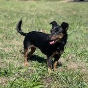 Enlarge Pip, a Adoptable mixed breed in Springfield, MO image 4/6