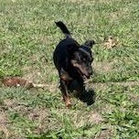 Enlarge Pip, a Adoptable mixed breed in Springfield, MO image 5/6
