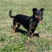 Enlarge Pip, a Adoptable mixed breed in Springfield, MO image 2/6