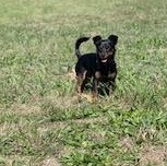 Enlarge Pip, a Adoptable mixed breed in Springfield, MO image 6/6
