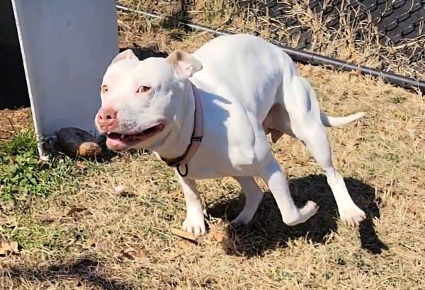 Enlarge Marissa, a Adoptable mixed breed in Millersville, MD image 1/6