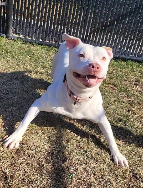 Enlarge Marissa, a Adoptable mixed breed in Millersville, MD image 2/6