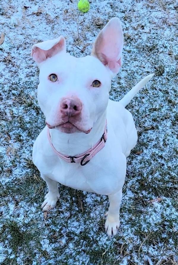 Enlarge Marissa, a Adoptable mixed breed in Millersville, MD image 3/6