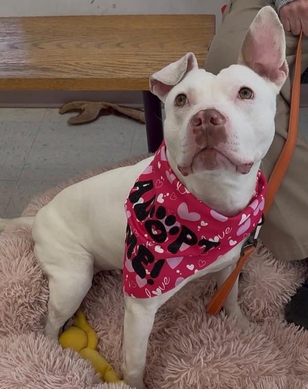 Enlarge Marissa, a Adoptable mixed breed in Millersville, MD image 4/6