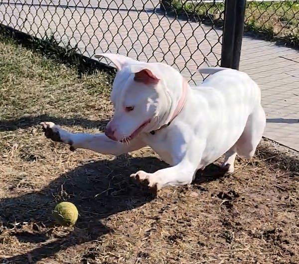 Enlarge Marissa, a Adoptable mixed breed in Millersville, MD image 5/6