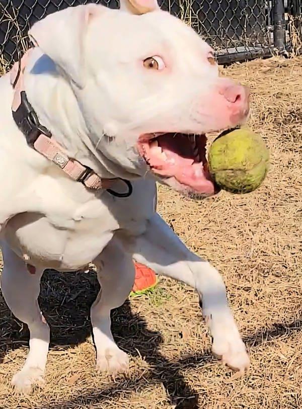 Enlarge Marissa, a Adoptable mixed breed in Millersville, MD image 6/6