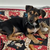 Enlarge Remy, a ADOPTABLE mixed breed in Miami, FL image 1/1