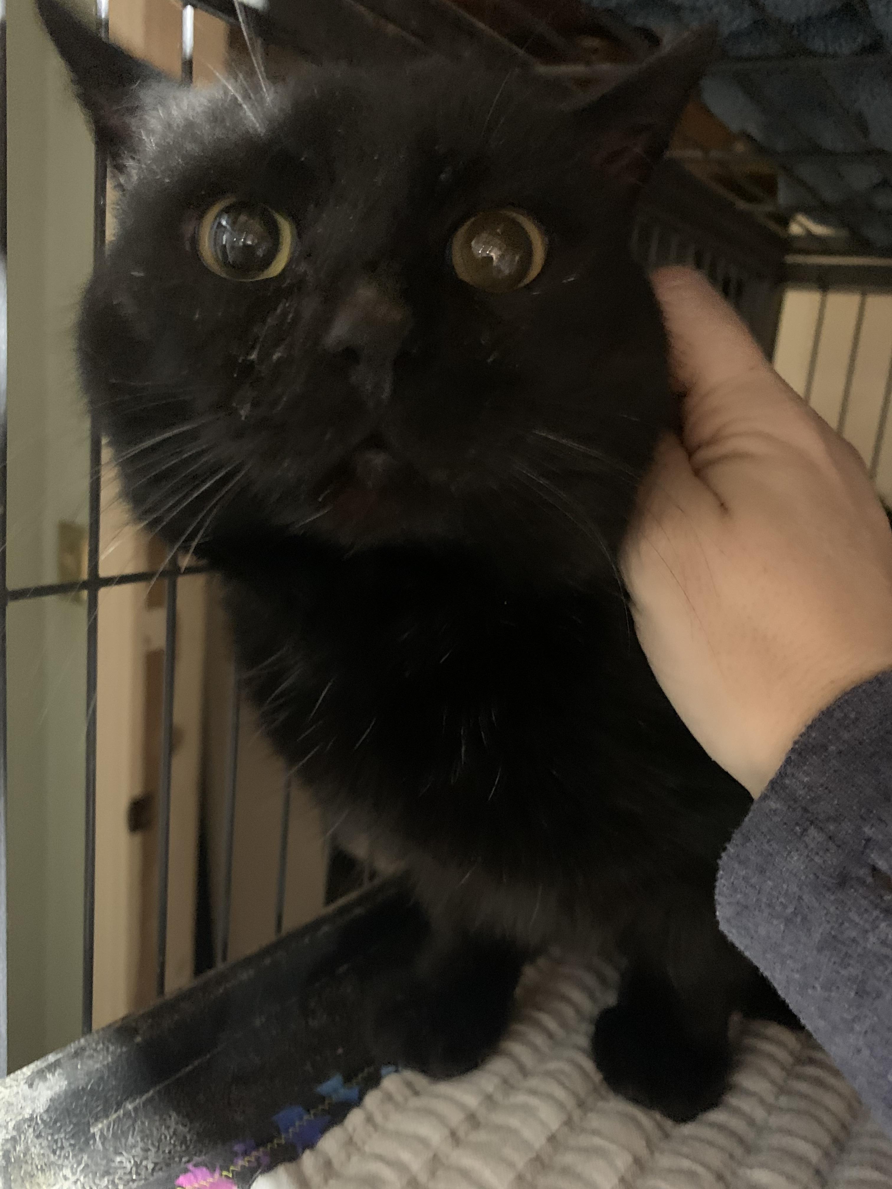 Dr Robby, Adoptable, Adult Male Domestic Short Hair.