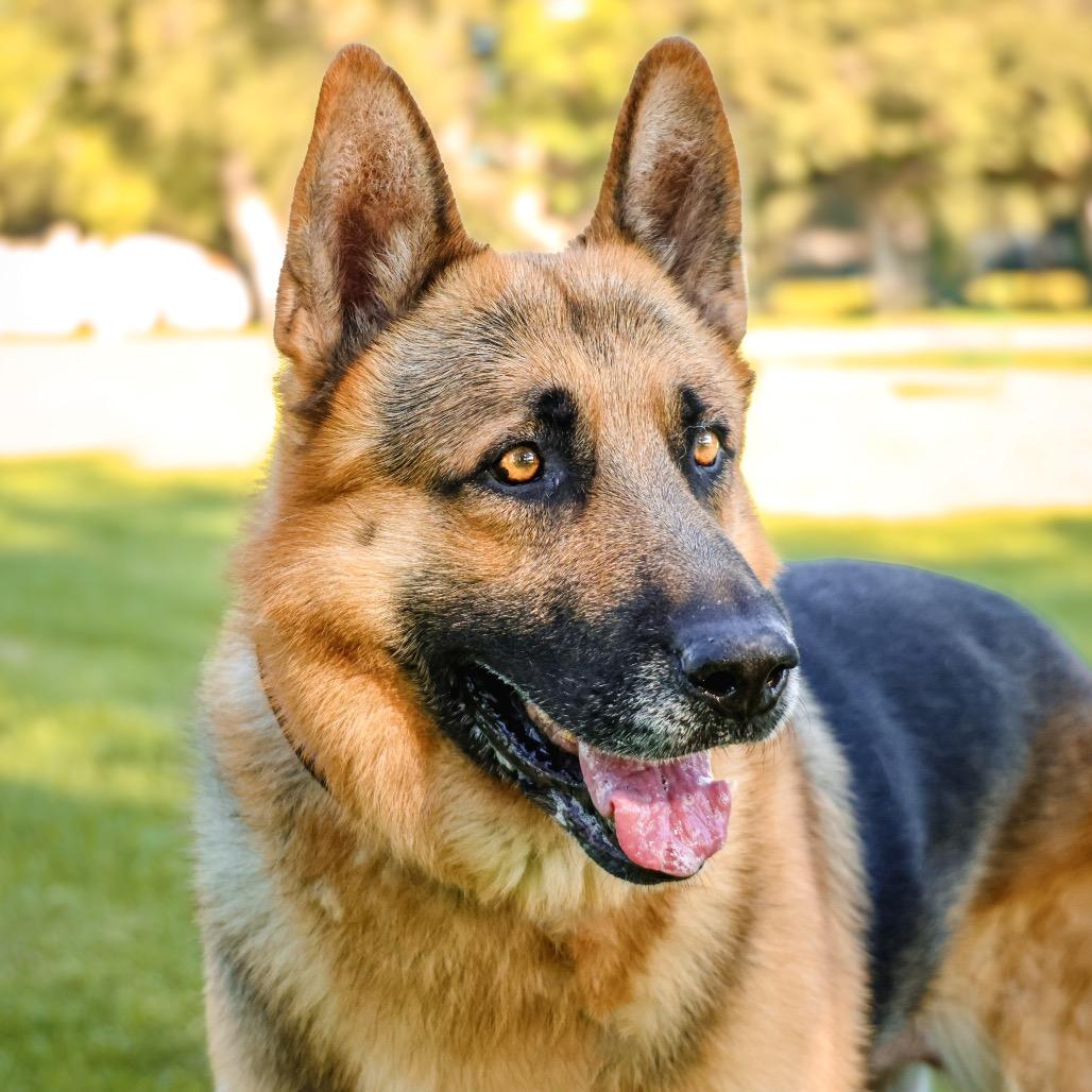 Enlarge LAGO, a Adoptable mixed breed in Upland, CA image 1/6