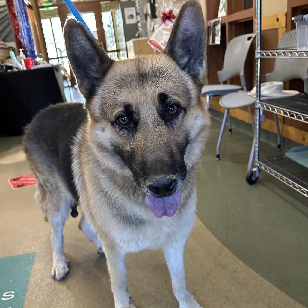 Enlarge LAGO, a Adoptable mixed breed in Upland, CA image 2/6