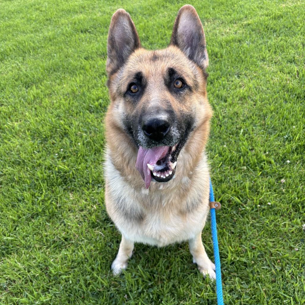 Enlarge LAGO, a Adoptable mixed breed in Upland, CA image 3/6
