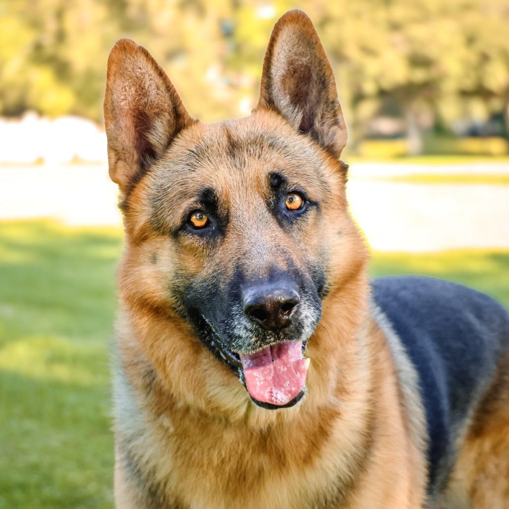 Enlarge LAGO, a Adoptable mixed breed in Upland, CA image 4/6