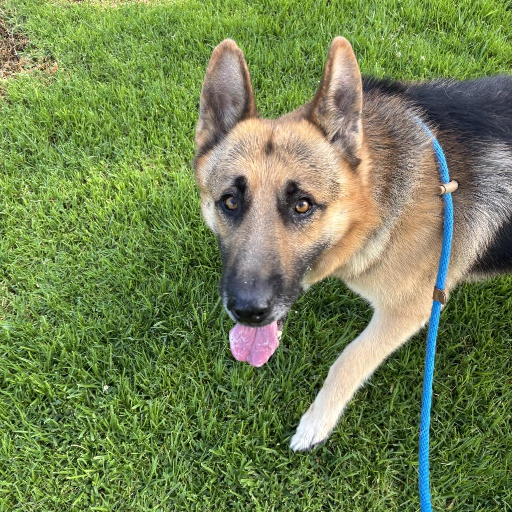 Enlarge LAGO, a Adoptable mixed breed in Upland, CA image 5/6