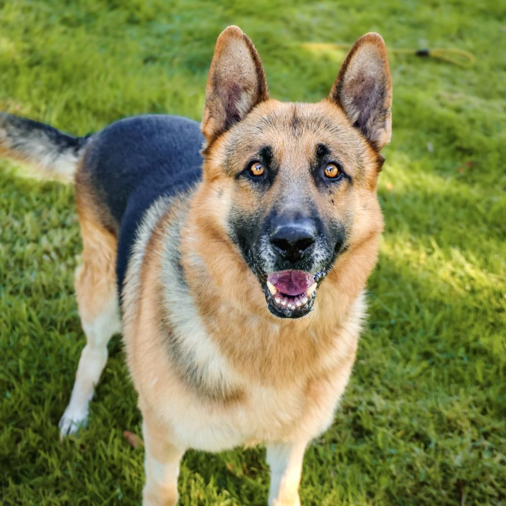 Enlarge LAGO, a Adoptable mixed breed in Upland, CA image 6/6