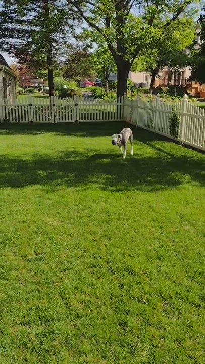 Enlarge Ty, a Adopted Old English Sheepdog in Plymouth, MI video 5/9