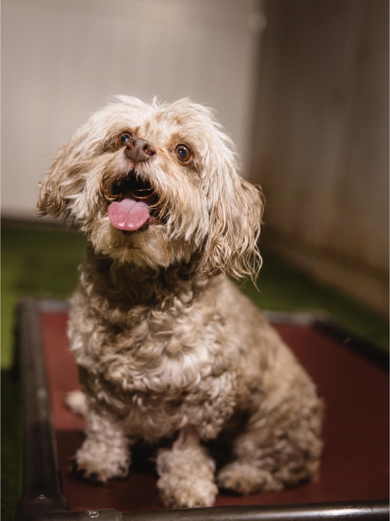 Enlarge Hannah, a Adoptable Maltipoo in Suffield, CT image 3/6