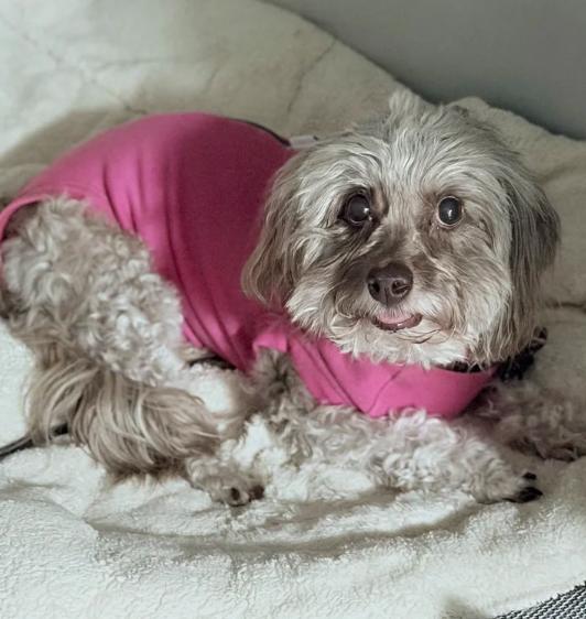 Enlarge Hannah, a Adoptable Maltipoo in Suffield, CT image 6/6