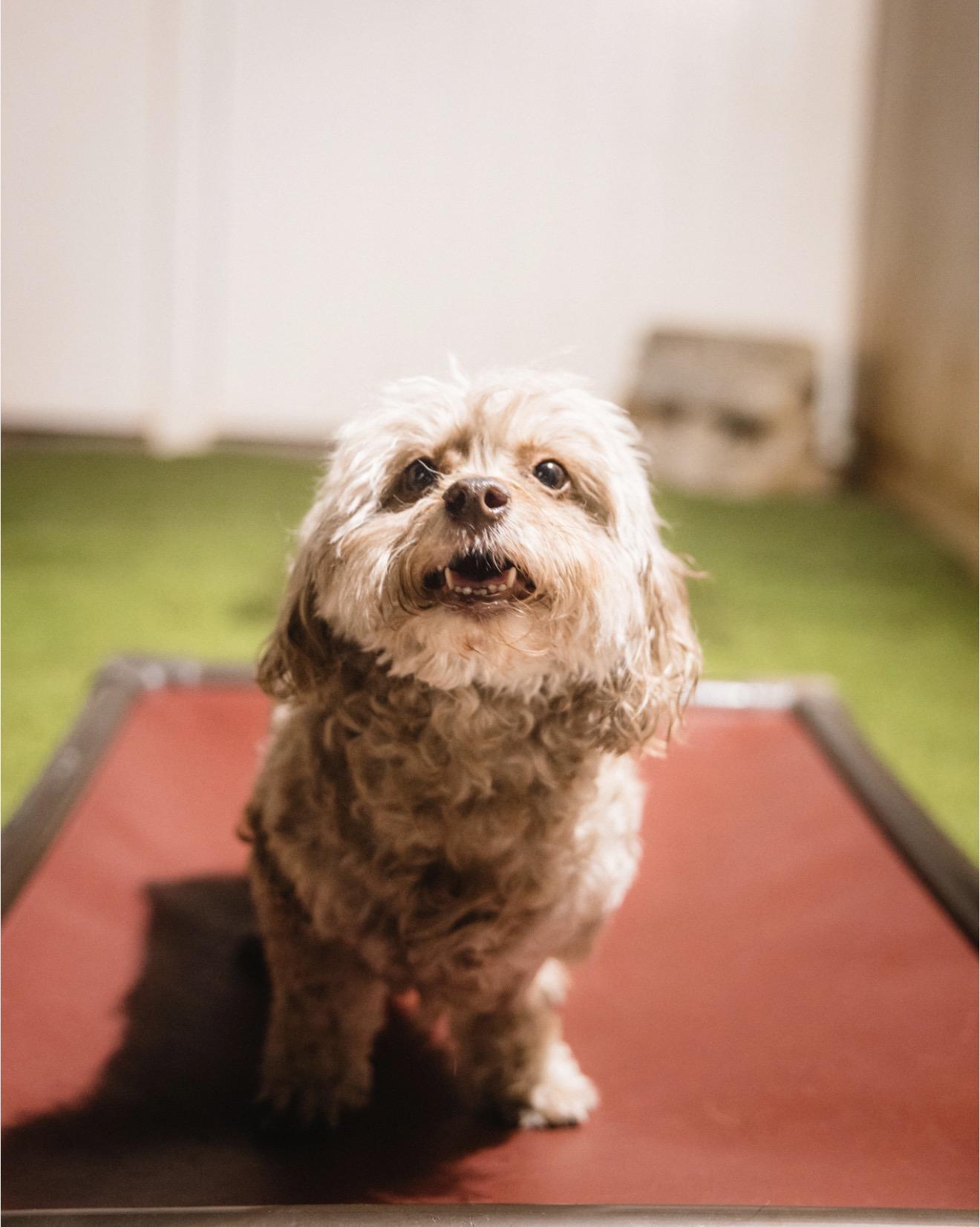Enlarge Hannah, a Adoptable Maltipoo in Suffield, CT image 5/6