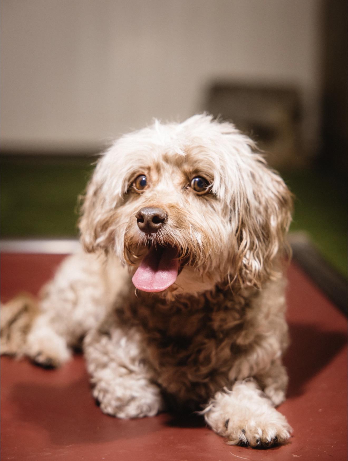 Enlarge Hannah, a Adoptable Maltipoo in Suffield, CT image 4/6