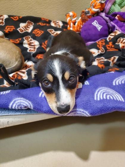 Enlarge Kagura, a Adoptable mixed breed in Pleasanton, CA image 1/3