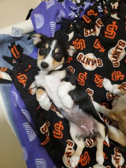 Enlarge Kagura, a Adoptable mixed breed in Pleasanton, CA image 2/3