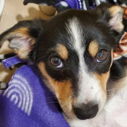 Enlarge Kagura, a Adoptable mixed breed in Pleasanton, CA image 3/3